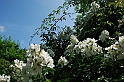 Fiori, Piante, natura_32